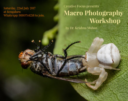 Macro Photography Workshop