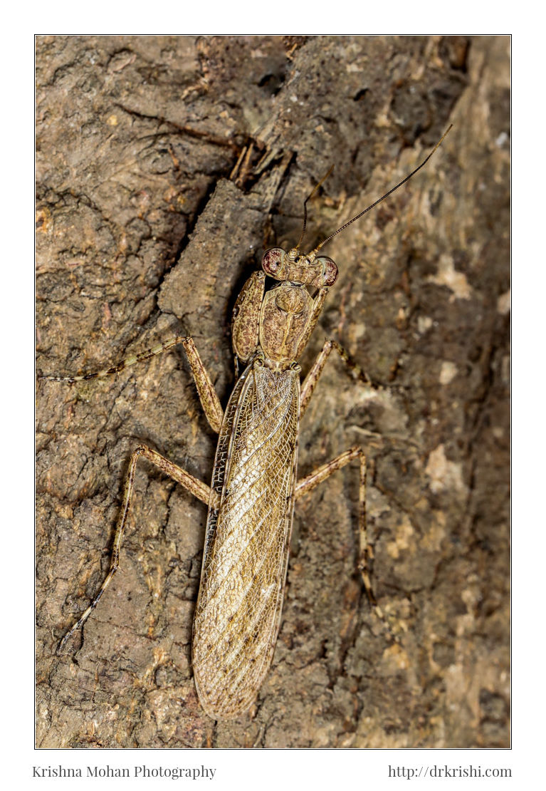 Bark Mantis (Humbertiella sp.)