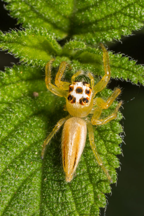 Telamonia Spider