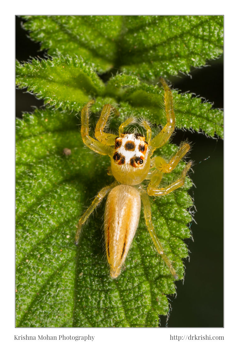 Telamonia Spider