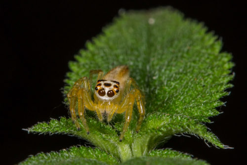 Telamonia Spider