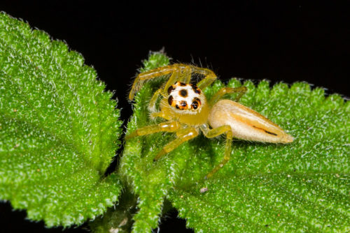 Telamonia Spider