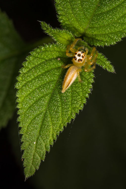 Telamonia Spider