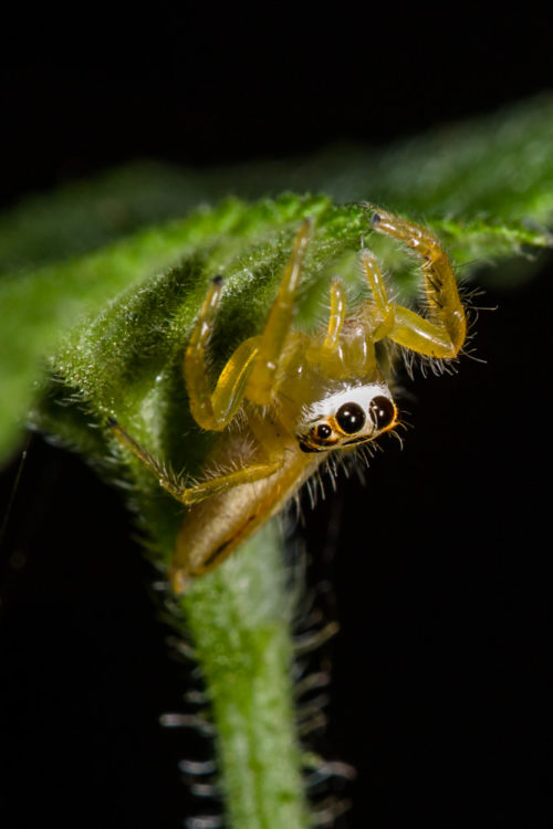 Telamonia Spider