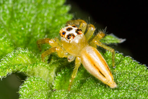 Telamonia Spider