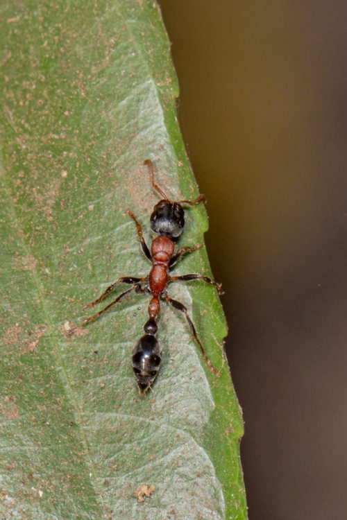 Bi-coloured Arboreal Ant