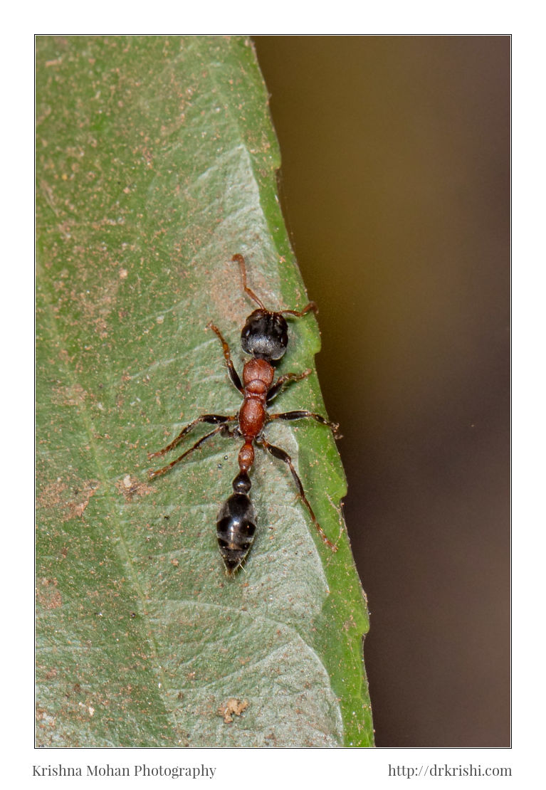 Bi-coloured Arboreal Ant