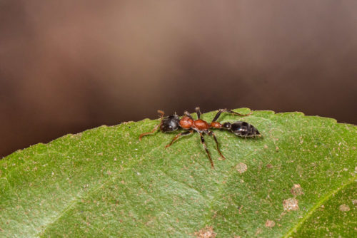 Bi-coloured Arboreal Ant