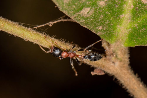 Bi-coloured Arboreal Ant