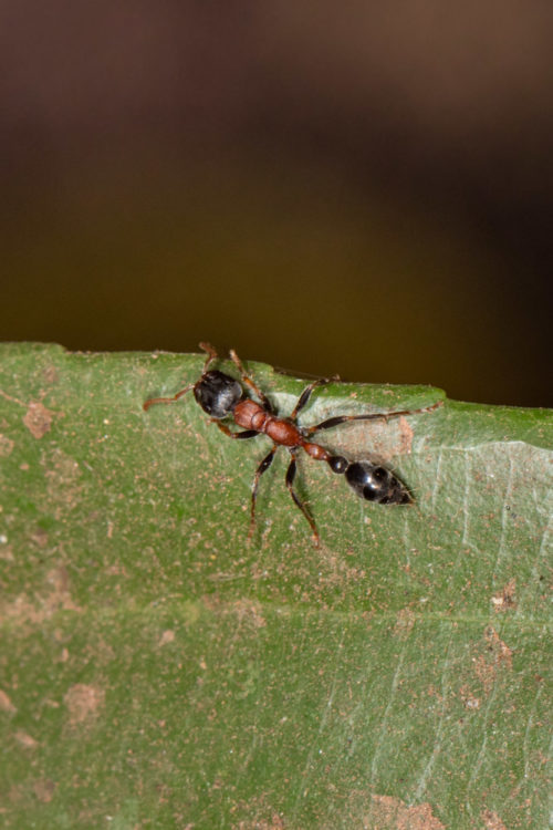 Bi-coloured Arboreal Ant