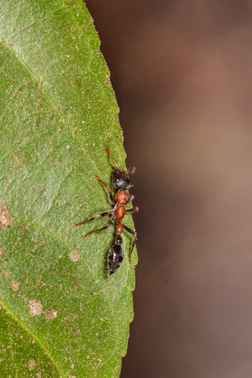 Bi-coloured Arboreal Ant