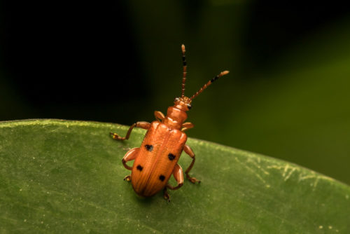 Leaf Beetle