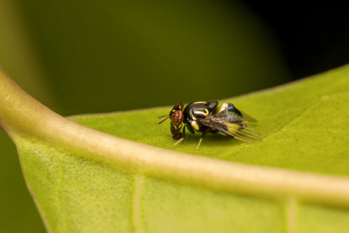 Oriental Fruit Fly