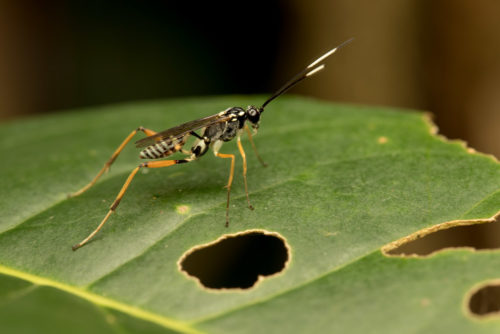 Potter Wasp