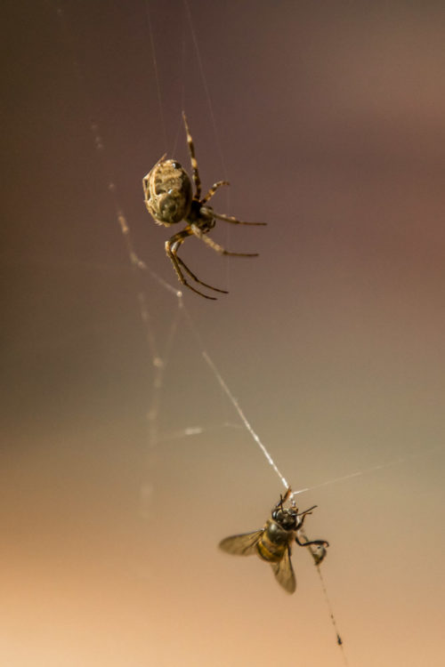 Neoscona Spider with Honey Bee