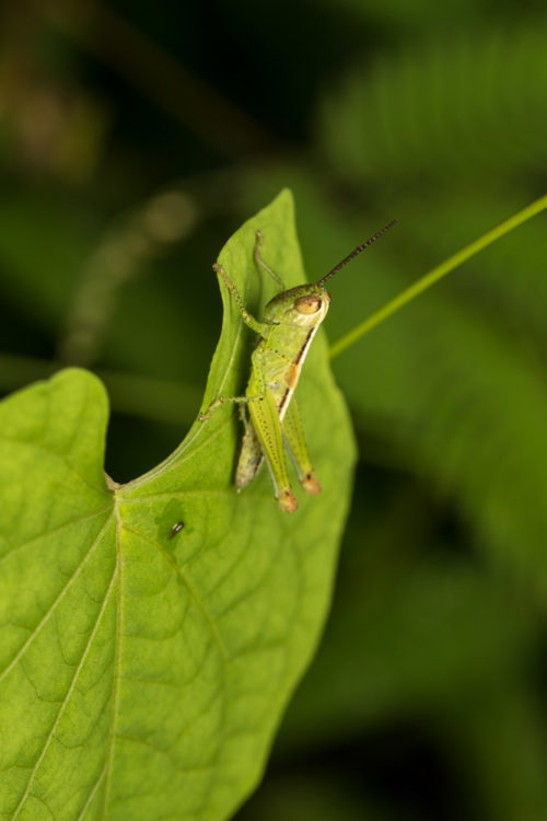 Short Horned Grasshopper Nymph