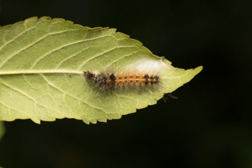 Caterpillar