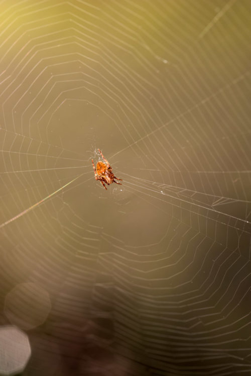 Neoscona Spider with web