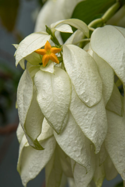 White Musanda Flower