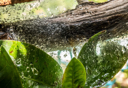 Web with waterdrops