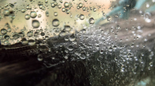 Millipede Amidst Waterdrops