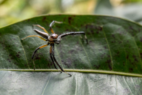 Telamonia Spider