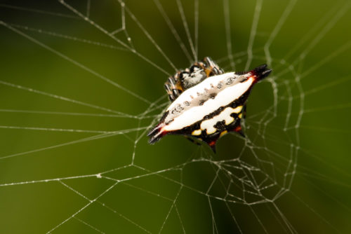 Gastrocantha Spider