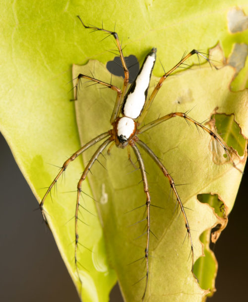 Oxyopes cf shwetha