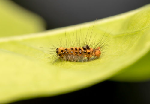 Caterpillar