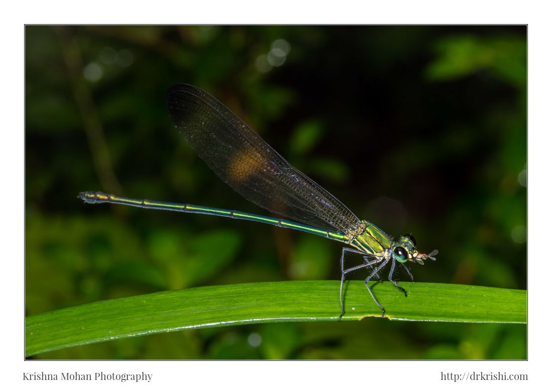 Clear-winged Forest Glory Male