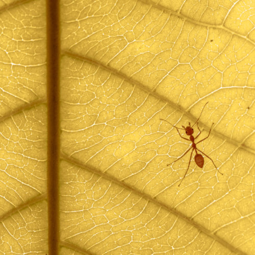 Weaver ants on Indian almond leaf