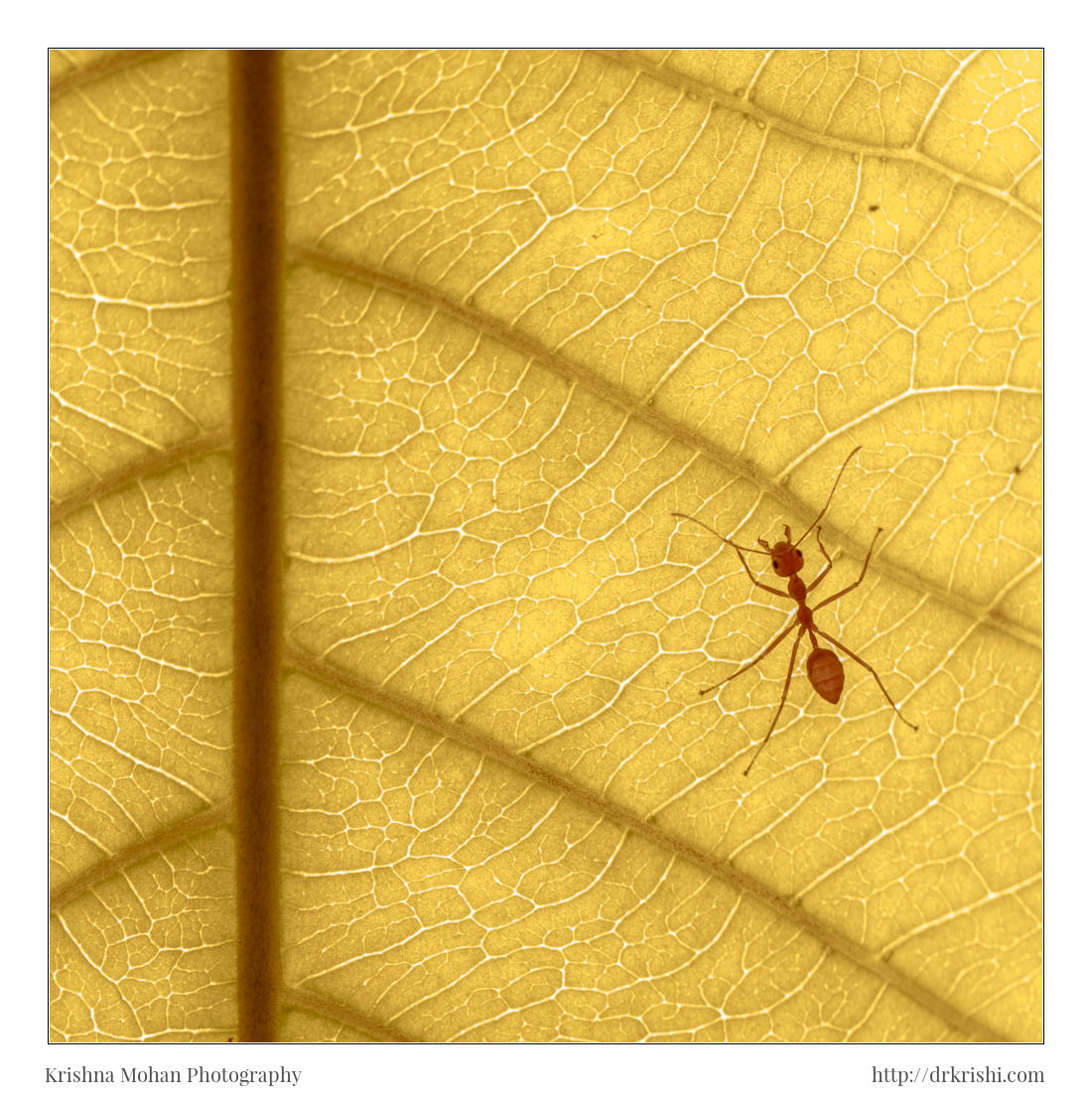 Weaver ants on Indian almond leaf