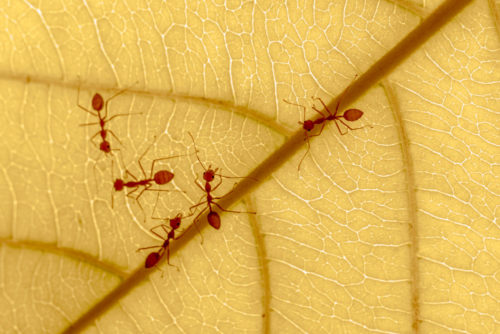 Weaver ants on Indian almond leaf