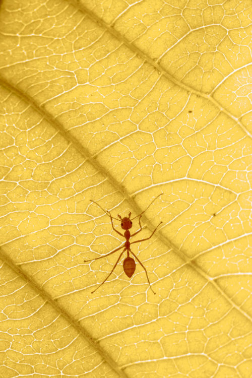 Weaver ants on Indian almond leaf