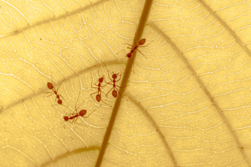 Weaver ants on Indian almond leaf