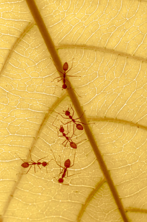 Weaver ants on Indian almond leaf