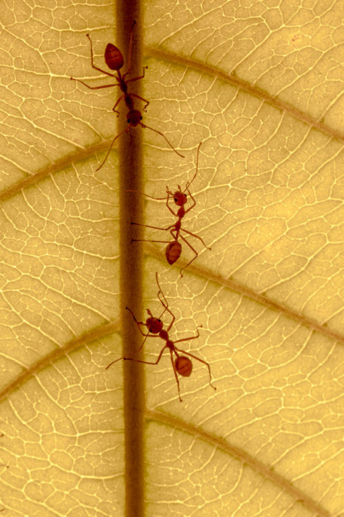 Weaver ants on Indian almond leaf