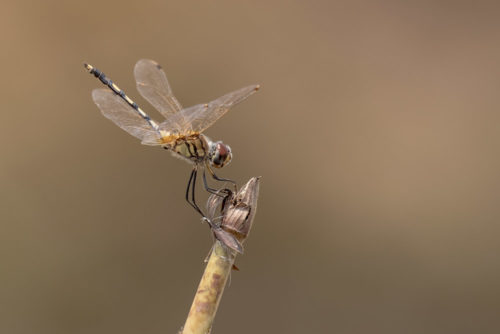 Long Legged Marsh Glider