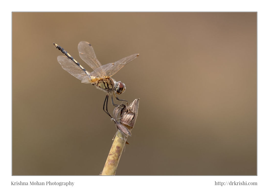 Long Legged Marsh Glider