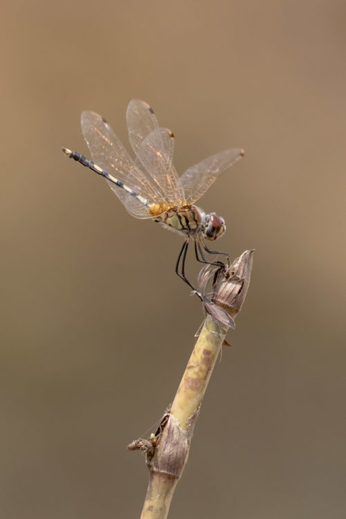 Long Legged Marsh Glider