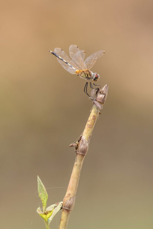 Long Legged Marsh Glider