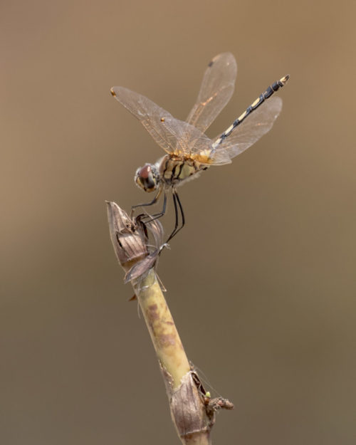 Long Legged Marsh Glider