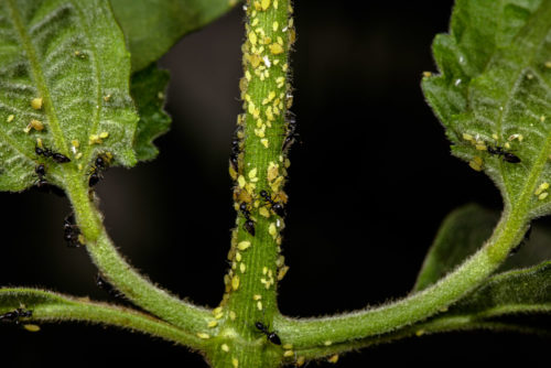 White Footed Ant with Aphids