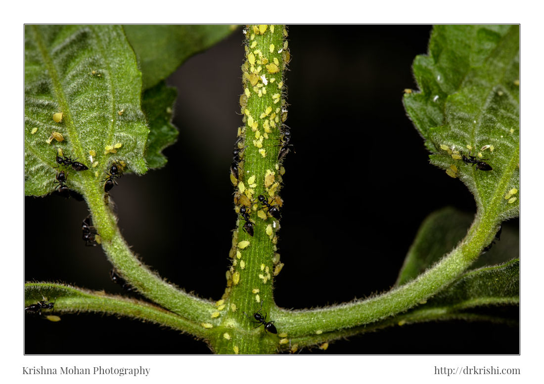 White Footed Ant with Aphids