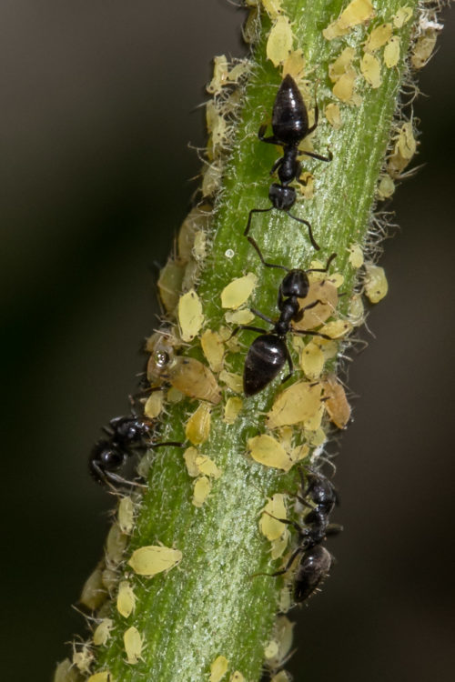 White Footed Ant with Aphids