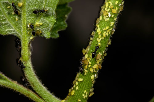 White Footed Ant with Aphids