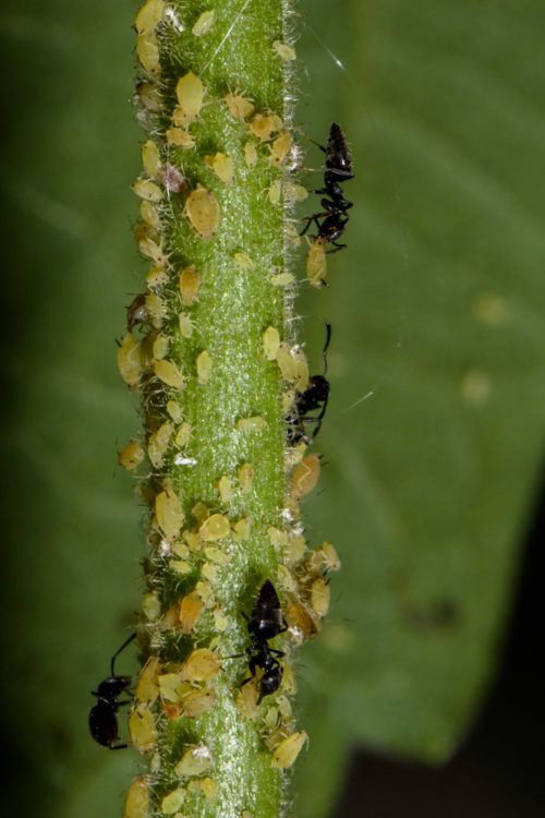 White Footed Ant with Aphids