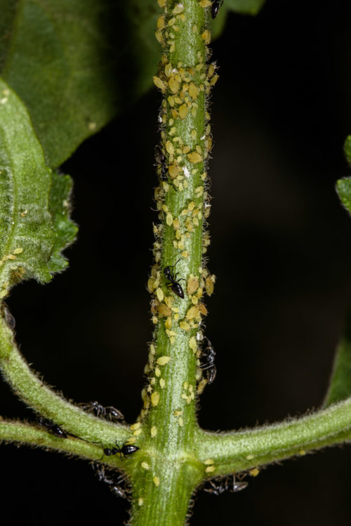 White Footed Ant with Aphids