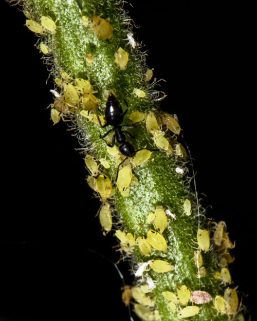 White Footed Ant with Aphids