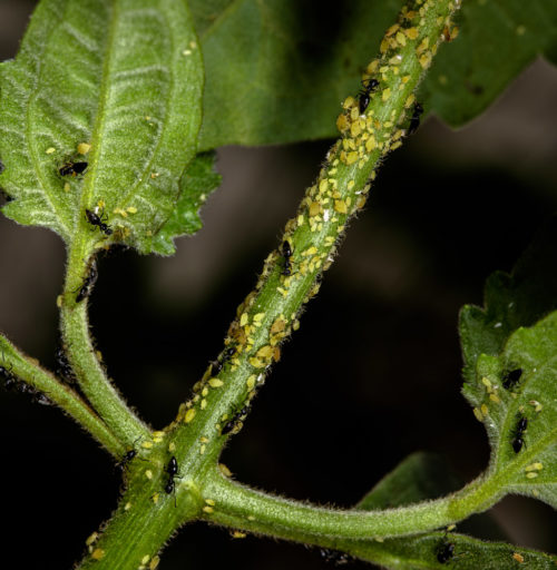 White Footed Ant with Aphids